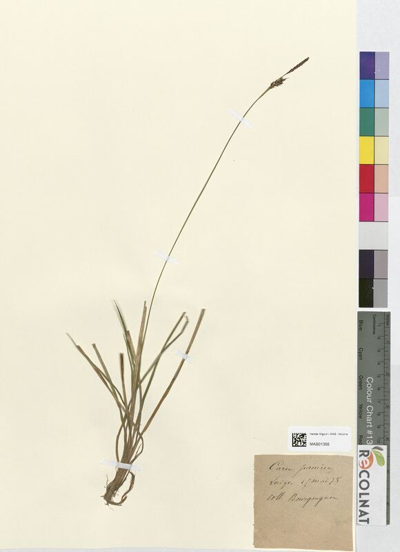 Carex panicea (Cyperaceae)