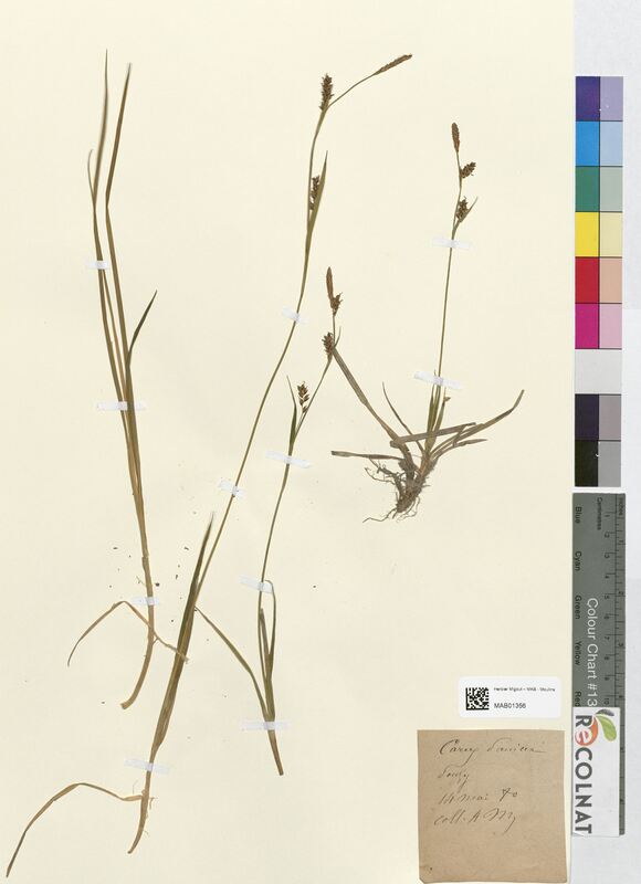 Carex panicea (Cyperaceae)