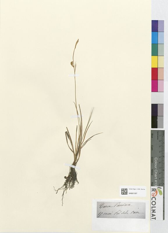 Carex panicea (Cyperaceae)