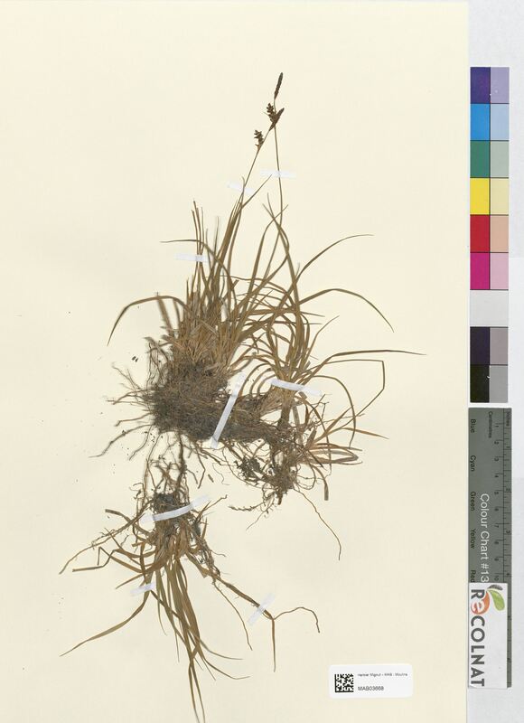 Carex panicea (Cyperaceae)