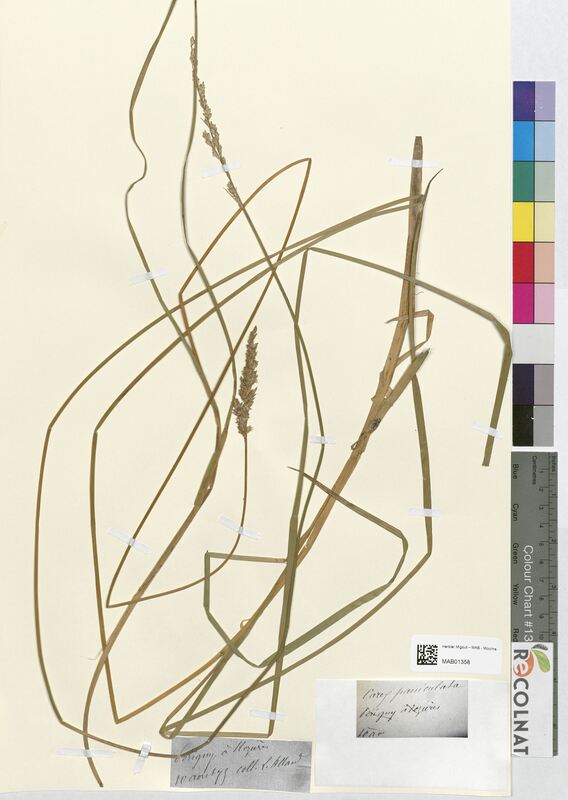 Carex paniculata (Cyperaceae)