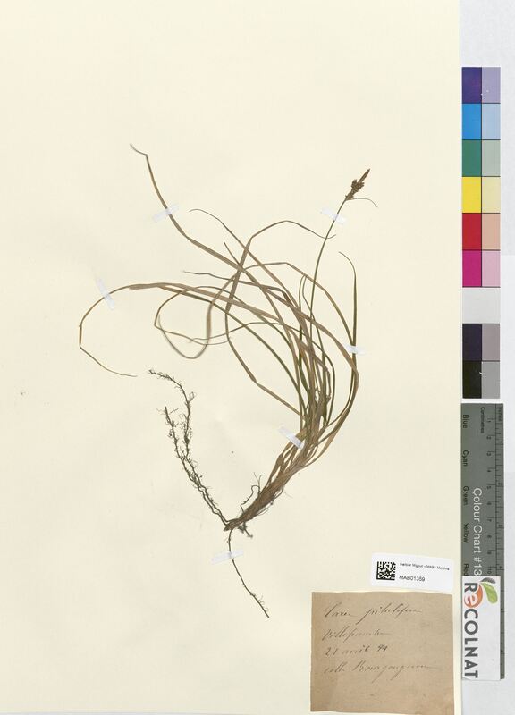 Carex pilulifera (Cyperaceae)