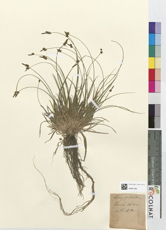 Carex pilulifera (Cyperaceae)