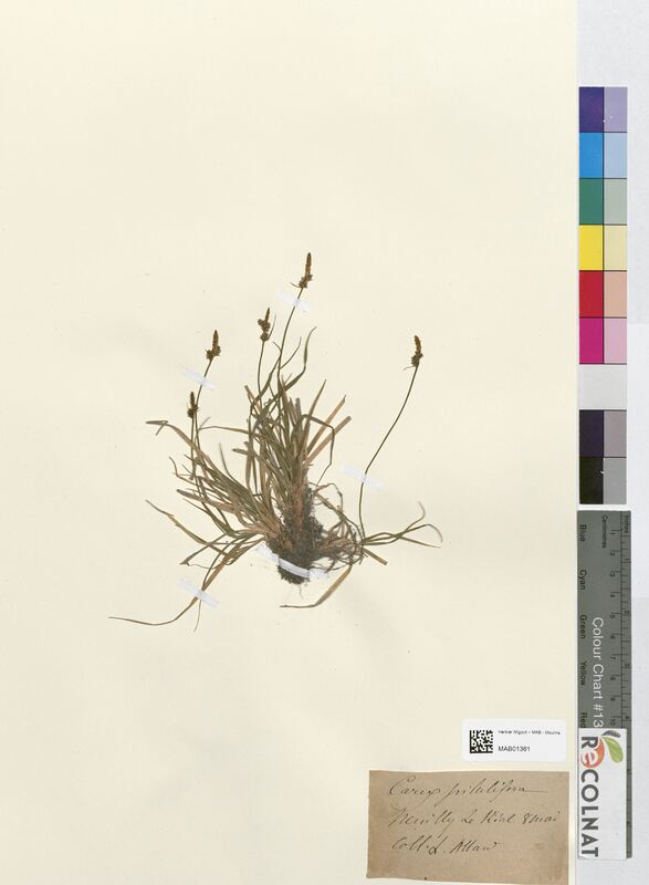 Carex pilulifera (Cyperaceae)