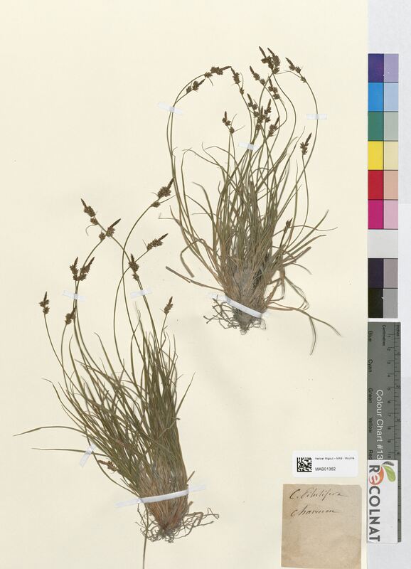 Carex pilulifera (Cyperaceae)