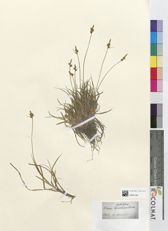 Carex pilulifera (Cyperaceae)