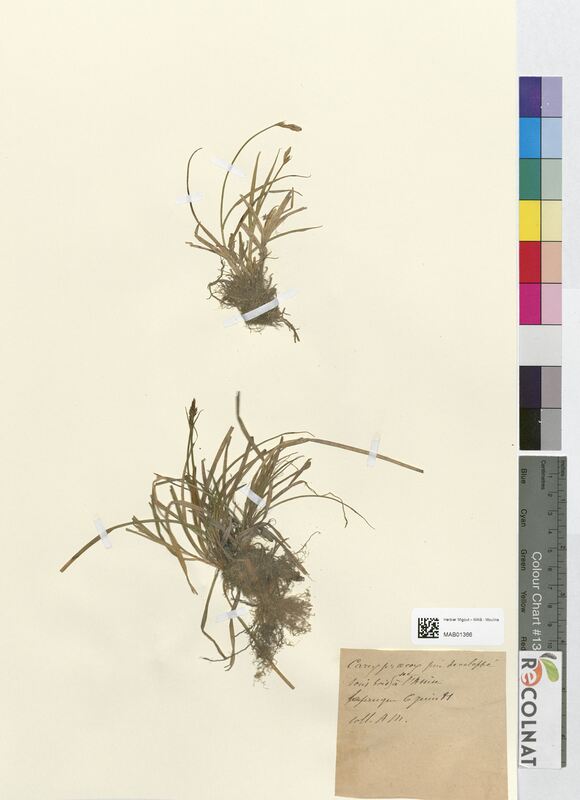 Carex praecox (Cyperaceae)