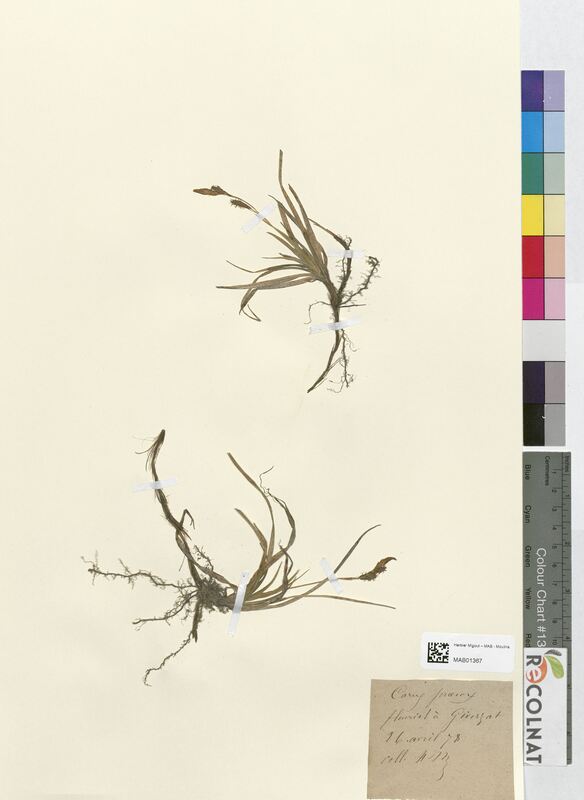 Carex praecox (Cyperaceae)