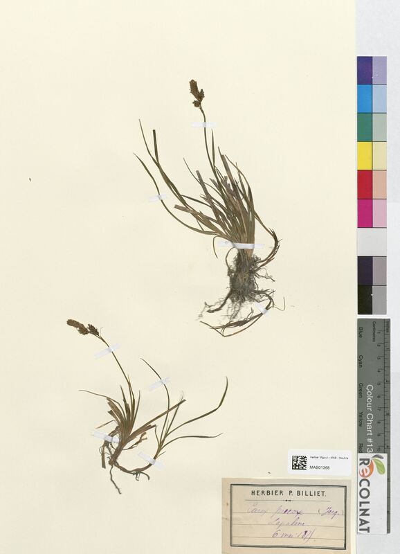 Carex praecox (Cyperaceae)