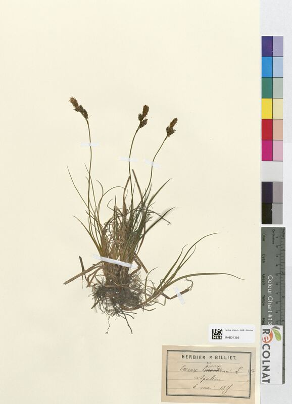 Carex praecox (Cyperaceae)