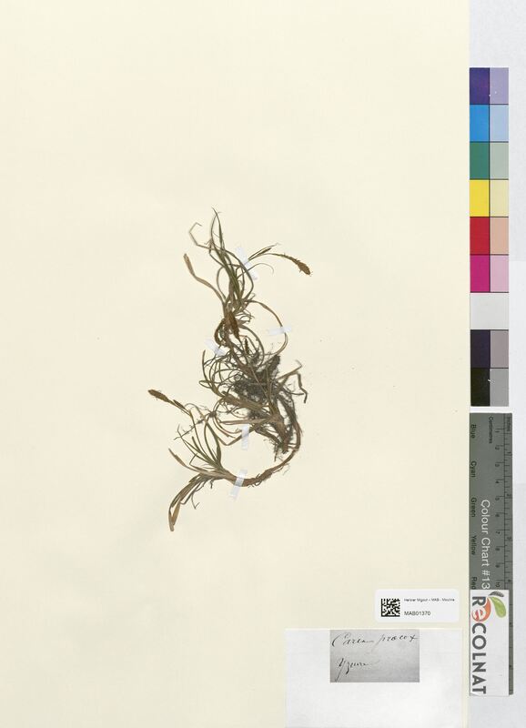 Carex praecox (Cyperaceae)