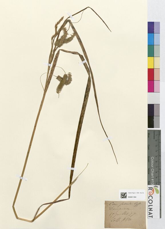 Carex pseudo-cyperus (Cyperaceae)