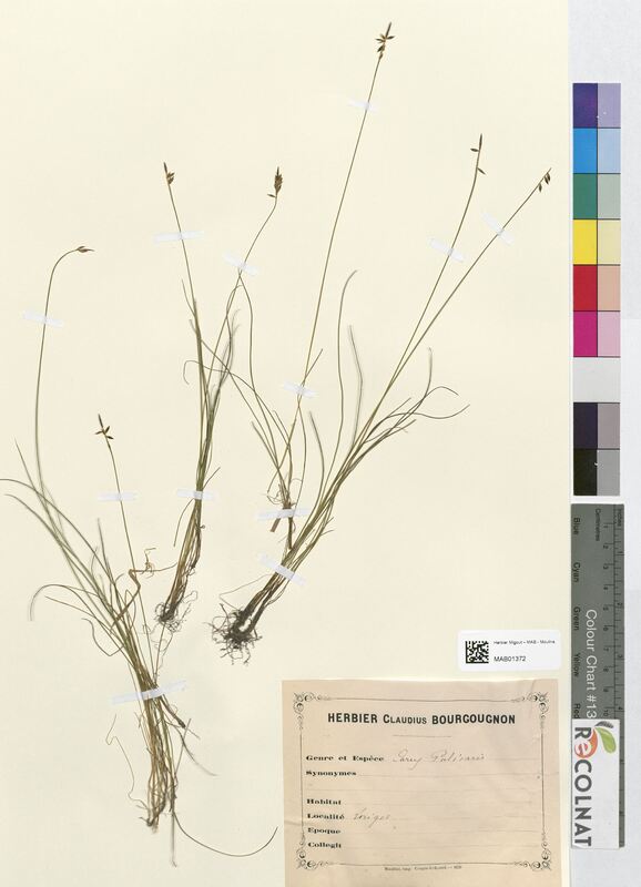 Carex pulicaris (Cyperaceae)