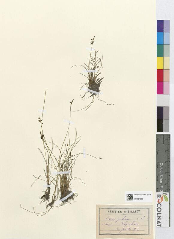 Carex pulicaris (Cyperaceae)