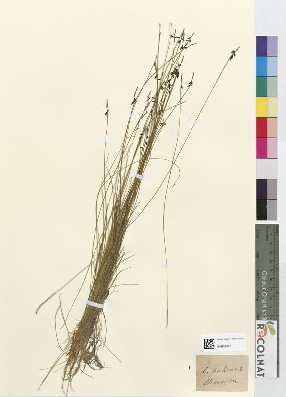 Carex pulicaris (Cyperaceae)