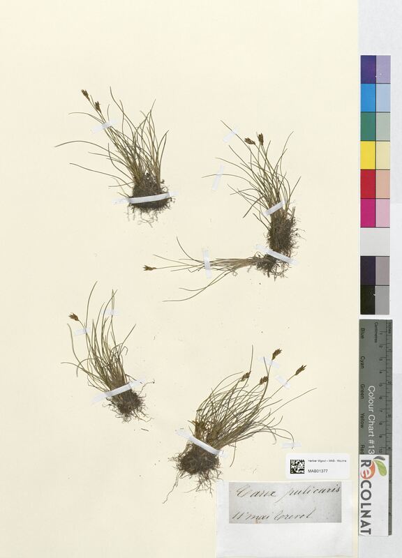 Carex pulicaris (Cyperaceae)