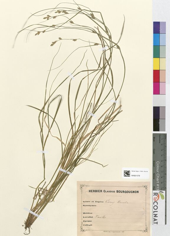 Carex remota (Cyperaceae)