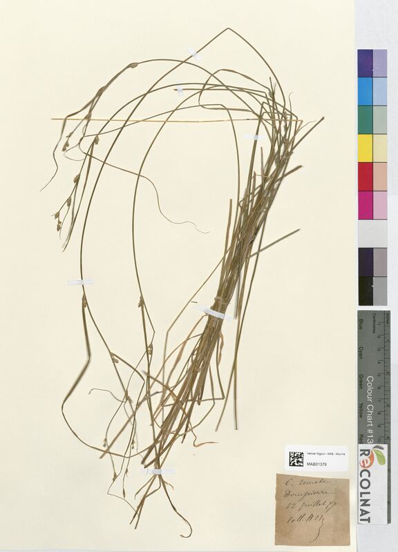 Carex remota (Cyperaceae)