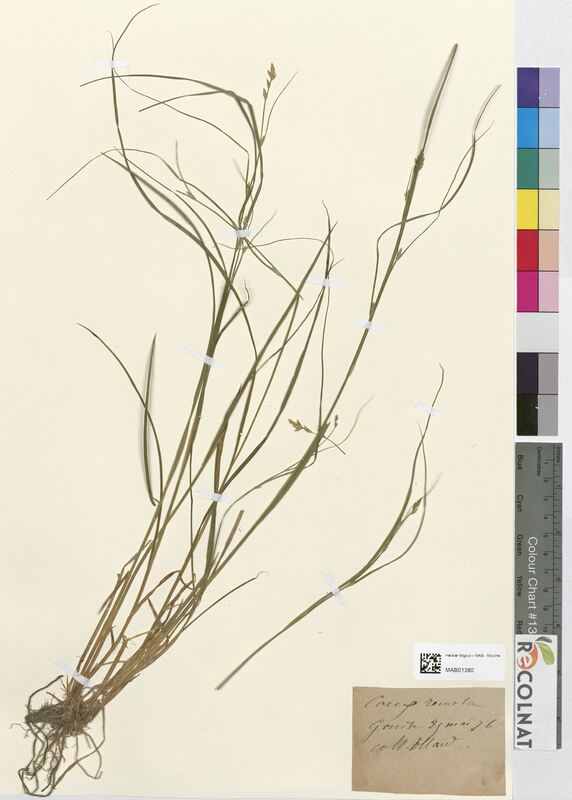 Carex remota (Cyperaceae)