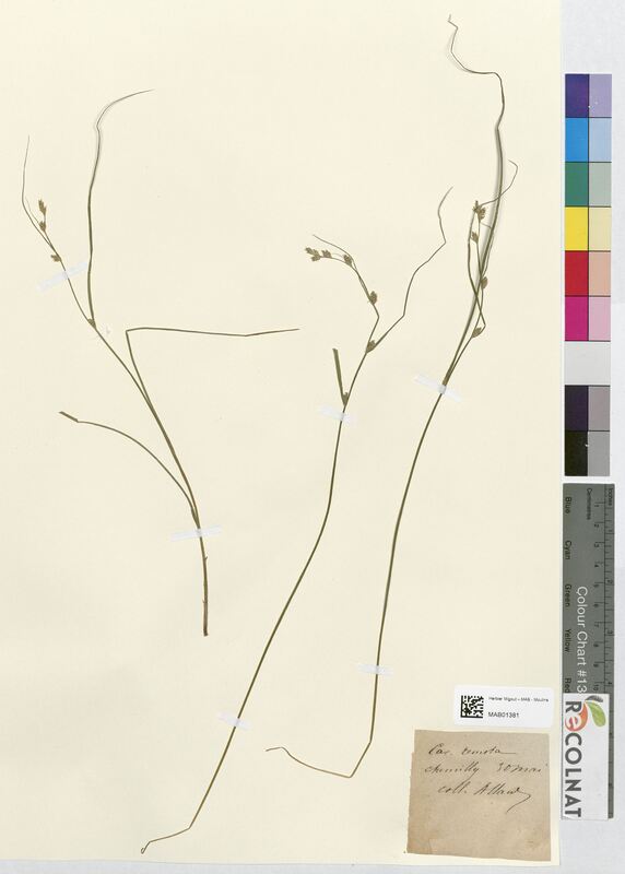 Carex remota (Cyperaceae)