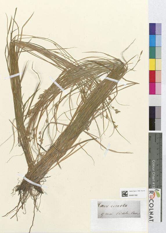 Carex remota (Cyperaceae)