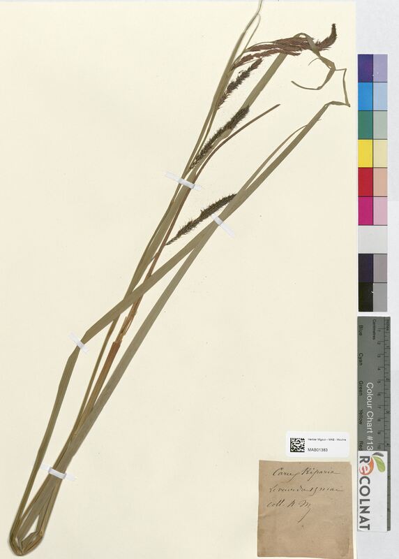 Carex riparia (Cyperaceae)