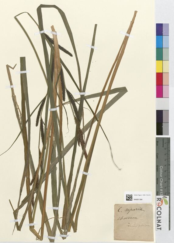 Carex riparia (Cyperaceae)