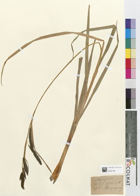 Carex riparia (Cyperaceae)