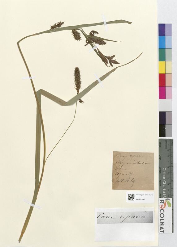 Carex riparia (Cyperaceae)