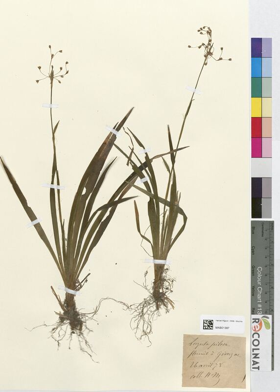 Luzula pilosa (Juncaceae)