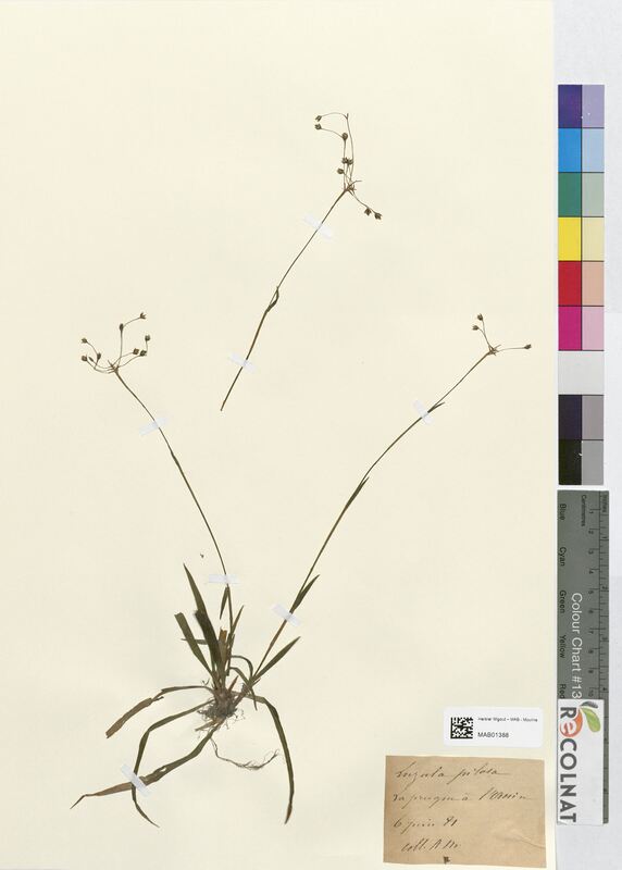 Luzula pilosa (Juncaceae)