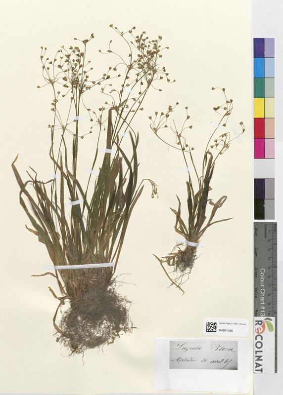 Luzula pilosa (Juncaceae)