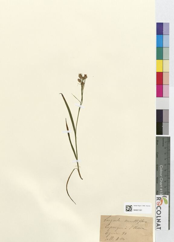 Luzula multiflora (Juncaceae)