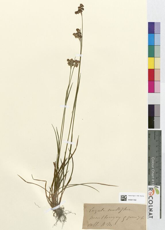 Luzula multiflora (Juncaceae)