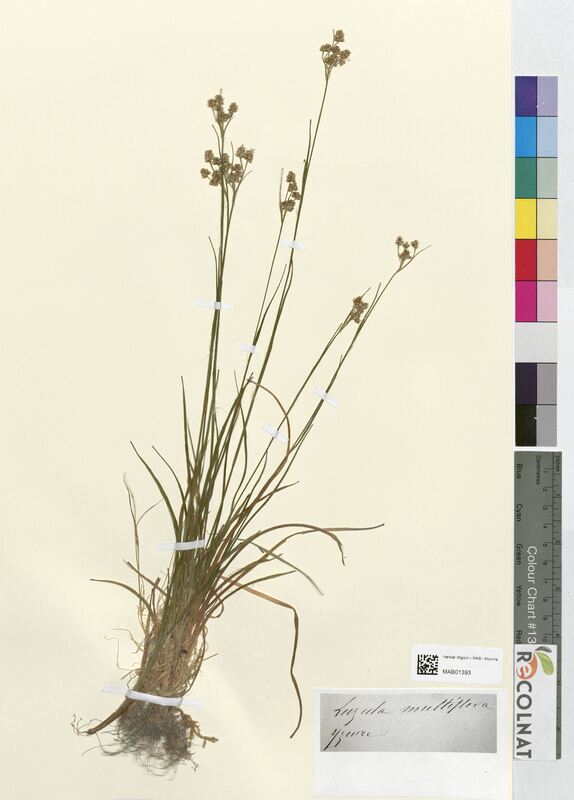 Luzula multiflora (Juncaceae)