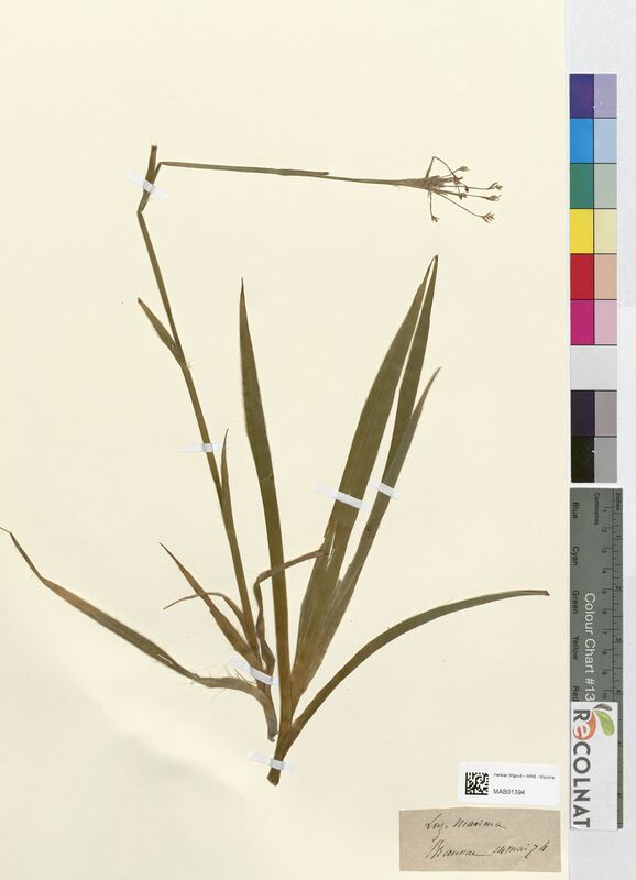 Luzula maxima (Juncaceae)