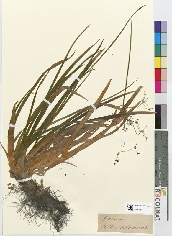 Luzula maxima (Juncaceae)