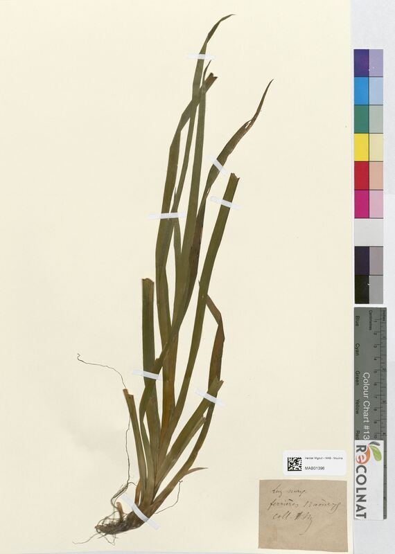 Luzula maxima (Juncaceae)