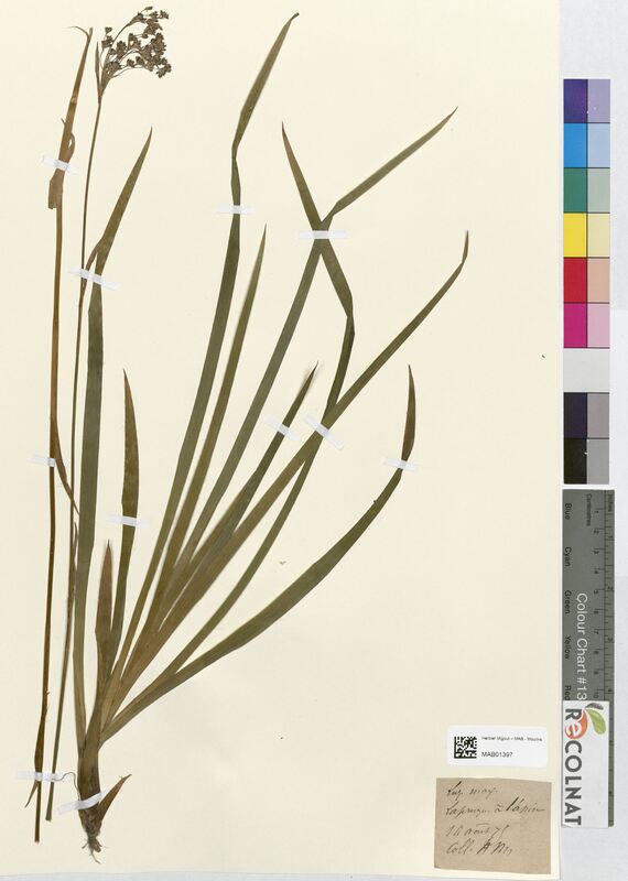 Luzula maxima (Juncaceae)