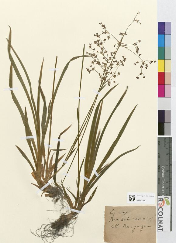 Luzula maxima (Juncaceae)