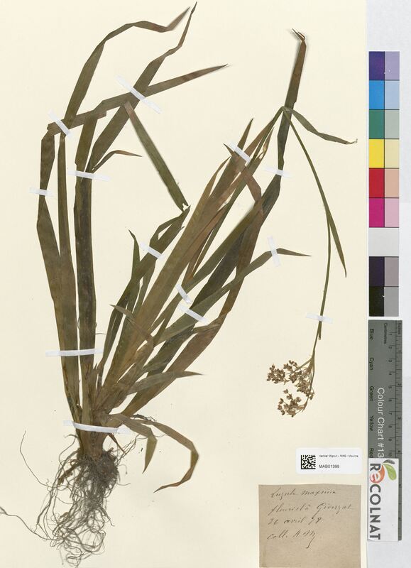 Luzula maxima (Juncaceae)