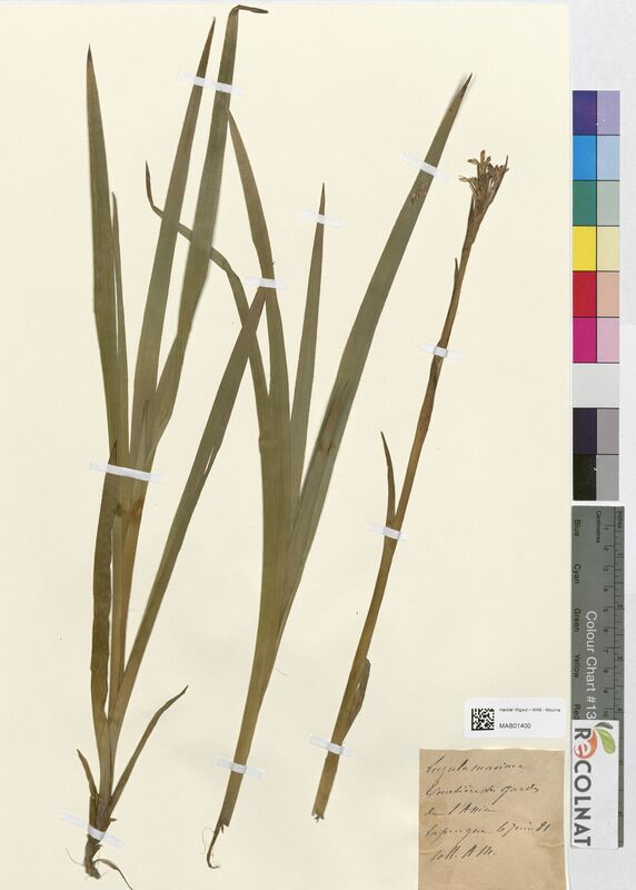 Luzula maxima (Juncaceae)