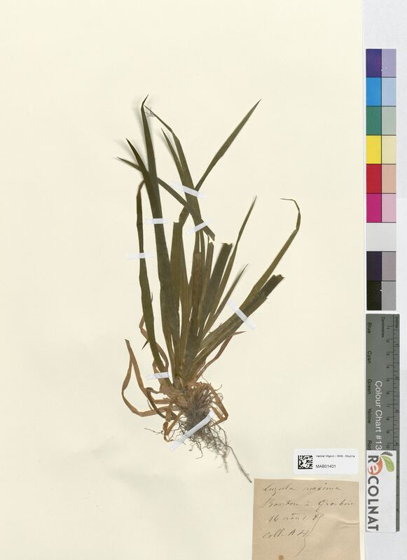 Luzula maxima (Juncaceae)