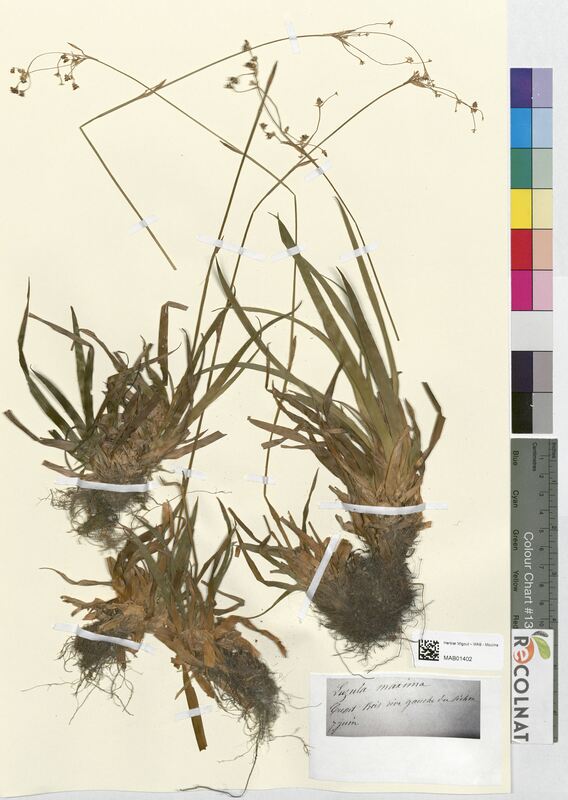 Luzula maxima (Juncaceae)