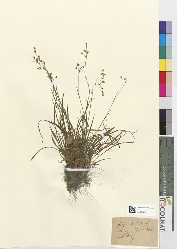 Luzula forsteri (Juncaceae)