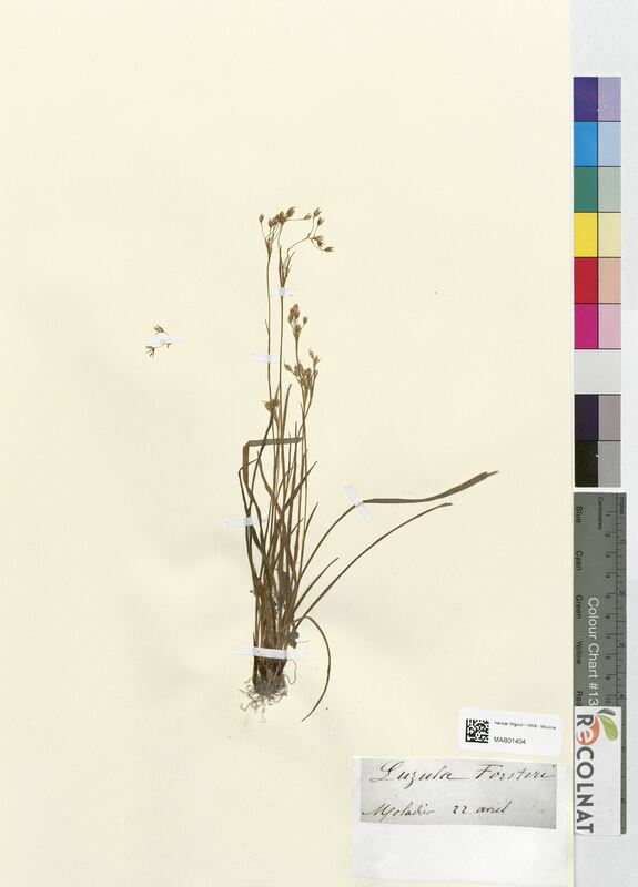 Luzula forsteri (Juncaceae)