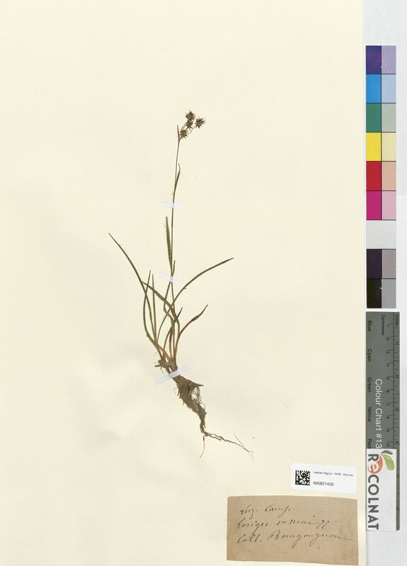 Luzula campestris (Juncaceae)