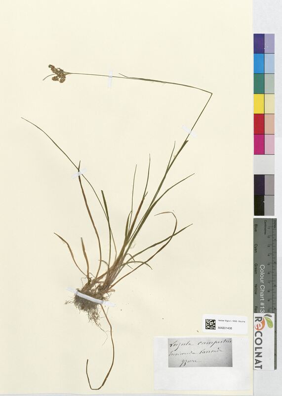 Luzula campestris (Juncaceae)