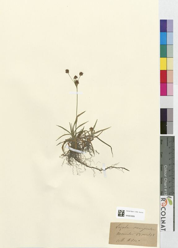 Luzula campestris (Juncaceae)