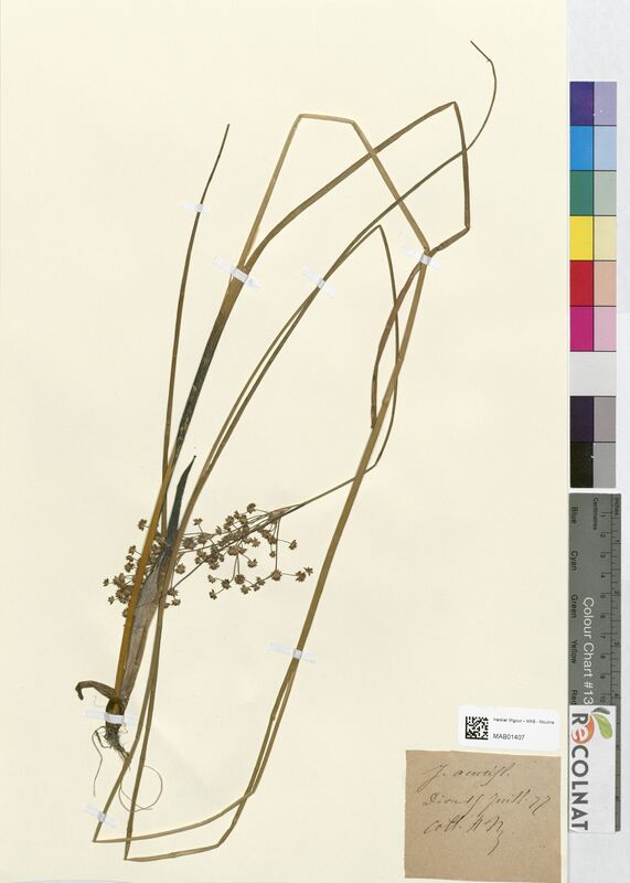 Juncus acutiflorus (Juncaceae)